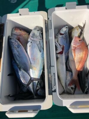 マダイ・ヤイト(スマ)・ビンタ(キハダ)