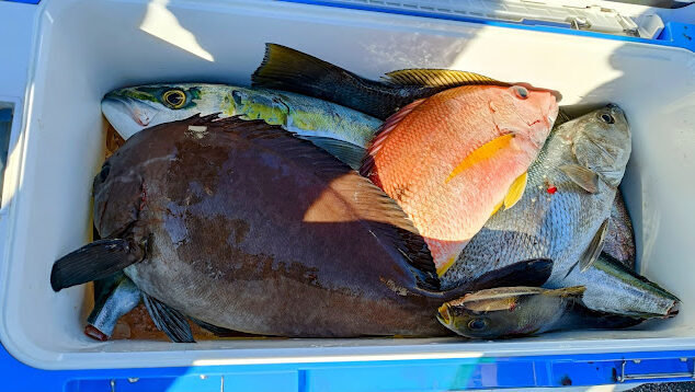 マハタ・ハマチ(ブリ)・アカムツ