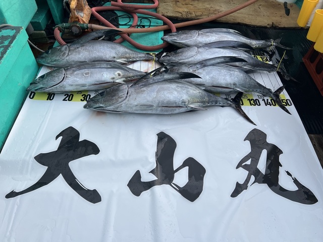 ビンチョウマグロ(ビンナガ)