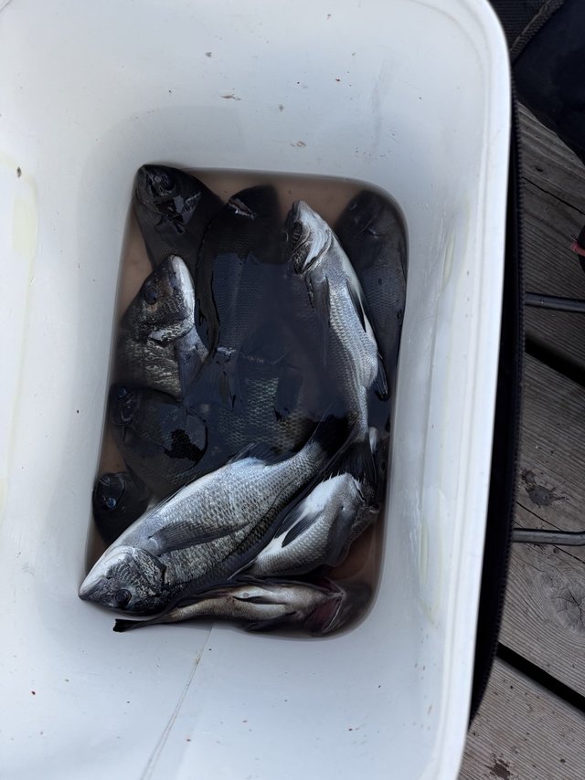 チヌ(クロダイ)