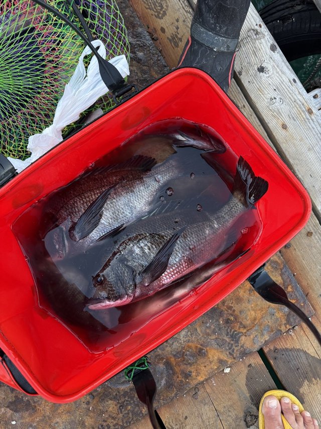 チヌ(クロダイ)