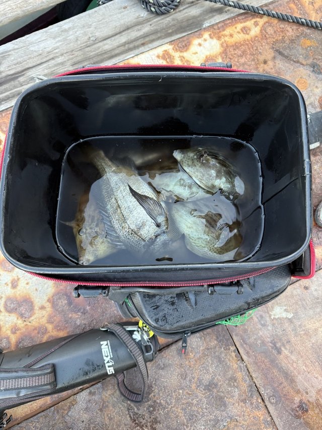 チヌ(クロダイ)・カワハギ