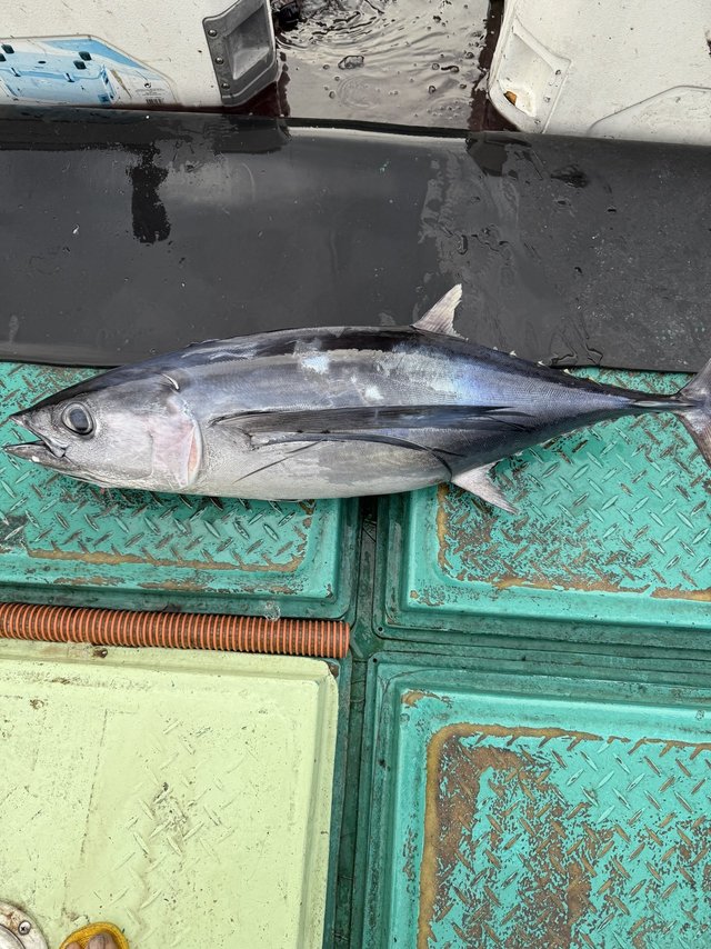 トンボ(ビンナガ)