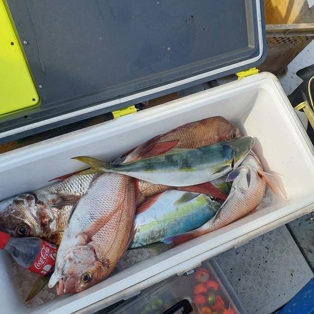 マダイ・ハマチ(ブリ)