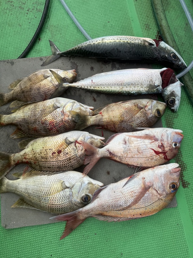 マダイ・メイチダイ