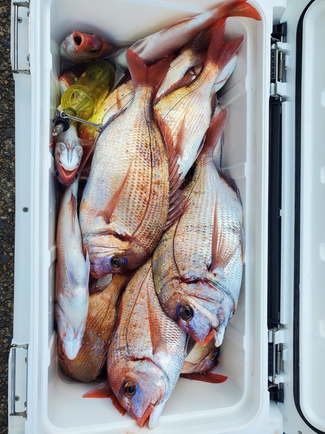 ハナダイ(チダイ)