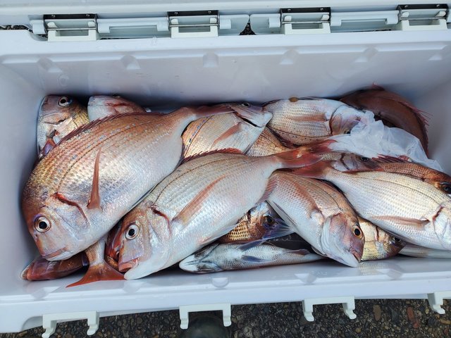 ハナダイ(チダイ)