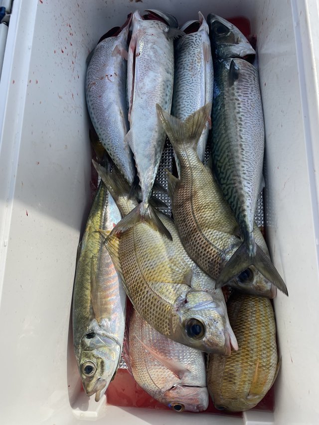 マダイ・メイチダイ