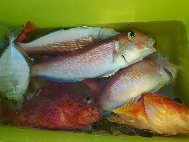 アマダイ(アカアマダイ)・オニカサゴ