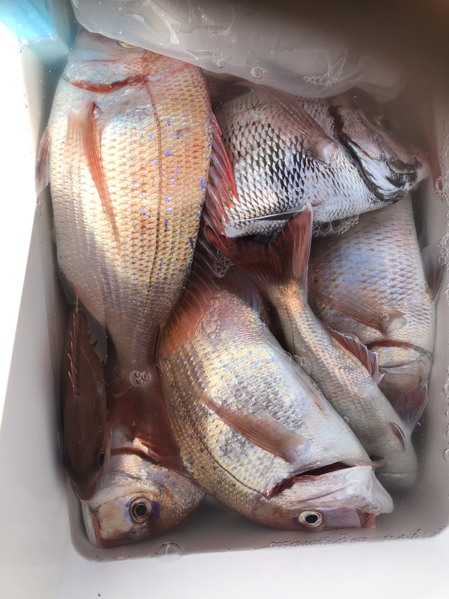 ハナダイ(チダイ)