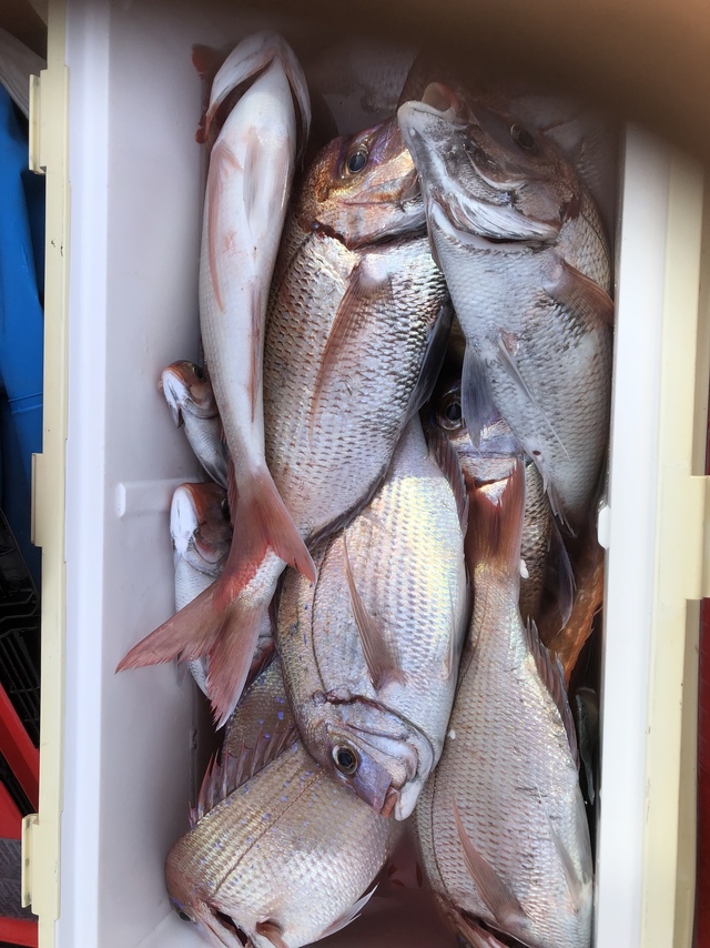 ハナダイ(チダイ)