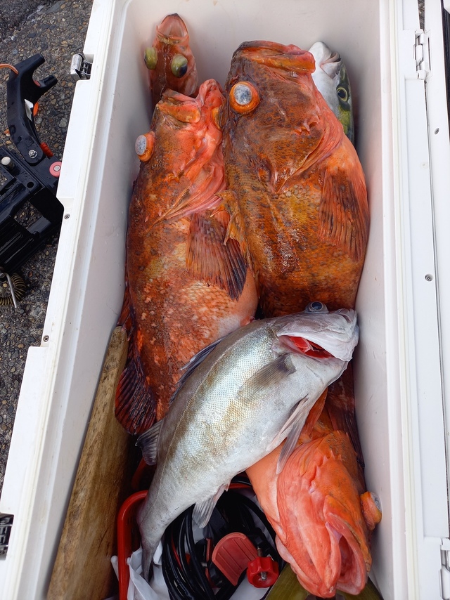 アラ・カンコ(ウッカリカサゴ)