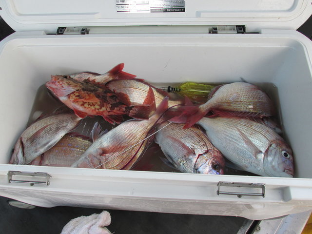 ハナダイ(チダイ)