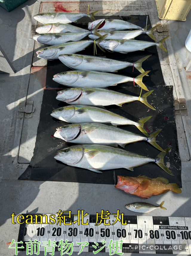 キジハタ・アジ(マアジ)・ブリ・メジロ(ブリ)