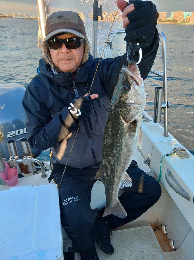 シーバス(スズキ)