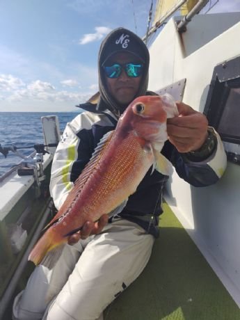 アマダイ(アカアマダイ)