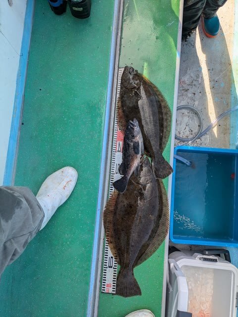 ソイ(クロソイ)・ヒラメ