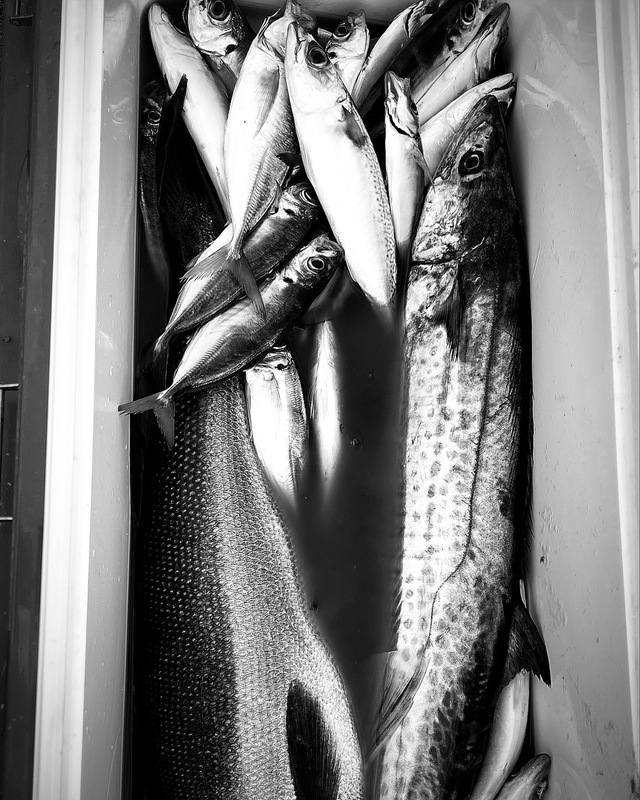 シーバス(スズキ)・マアジ・サバ(マサバ)・サワラ