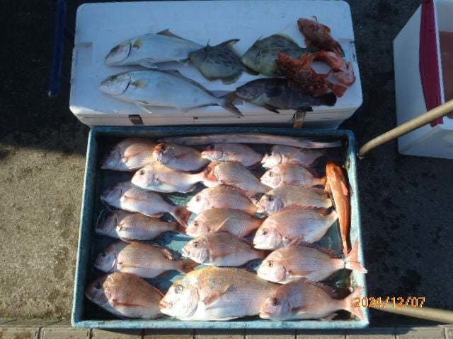 マダイ・マハタ・カンパチ・カサゴ・カワハギ