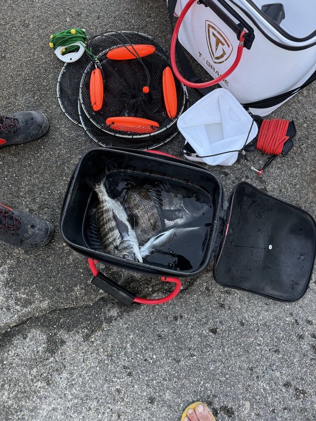 チヌ(クロダイ)