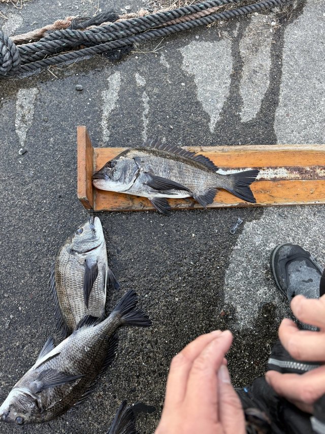 チヌ(クロダイ)