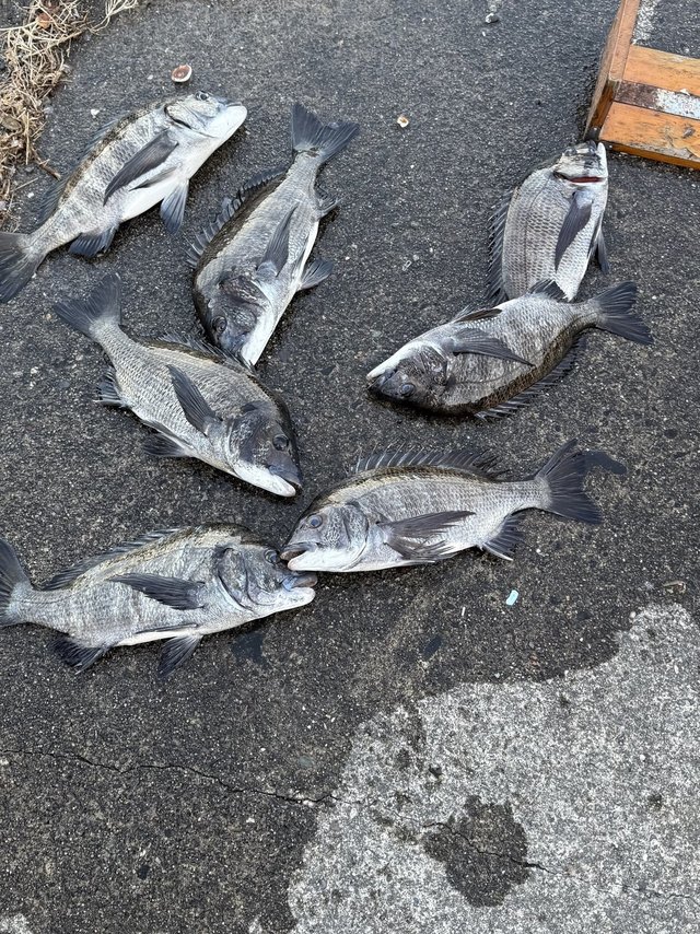 チヌ(クロダイ)