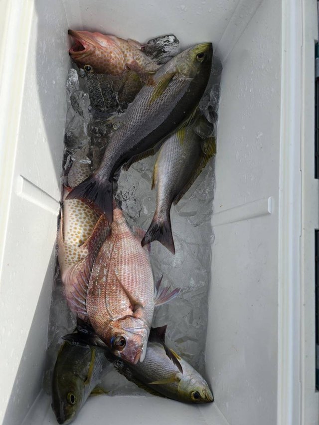 マダイ・イサキ