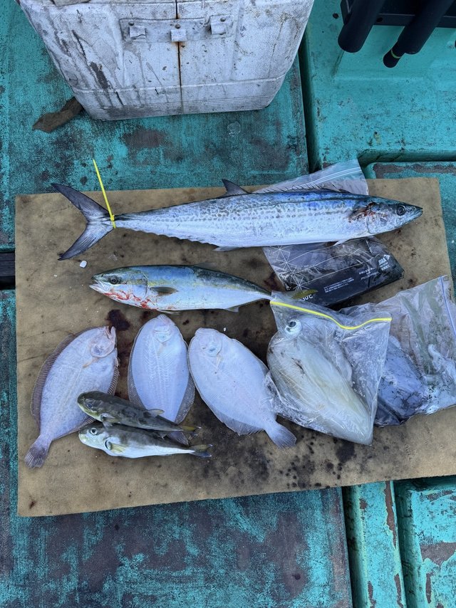 イナダ(ブリ)・サワラ・アオリイカ