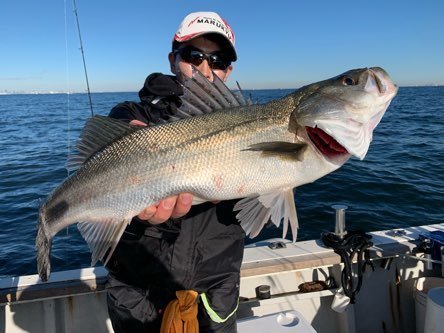 シーバス(スズキ)