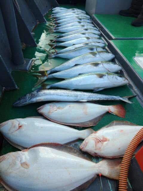 ヒラマサ・サワラ・ヒラメ