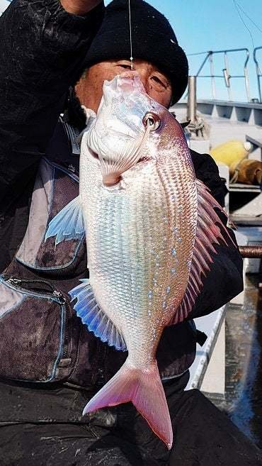 ハナダイ(チダイ)