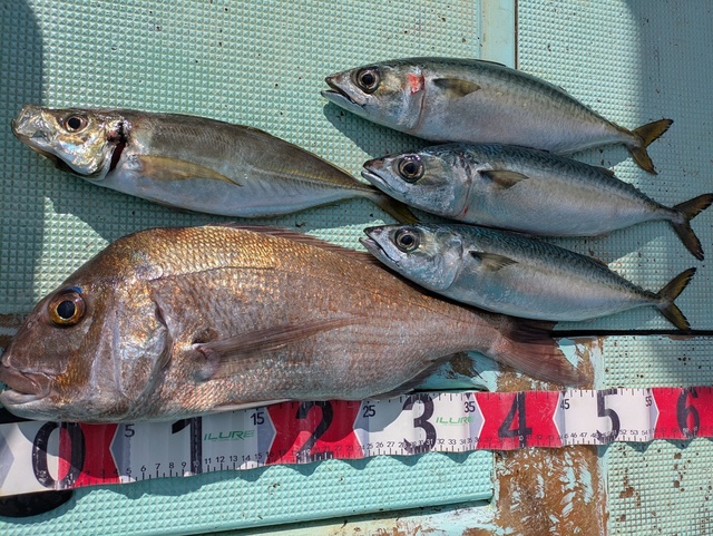 タイ(マダイ)・アジ(マアジ)・マサバ