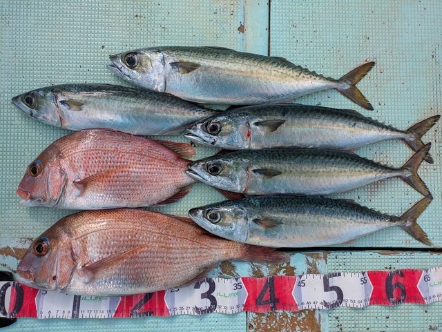 タイ(マダイ)・マサバ