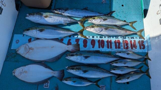 ブリ・ハマチ(ブリ)・サワラ・ヒラメ