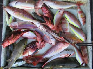 イトヨリ(イトヨリダイ)・カサゴ