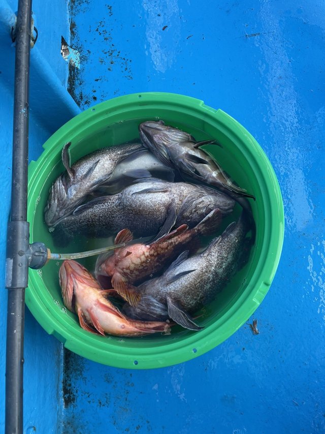 マゾイ(キツネメバル)