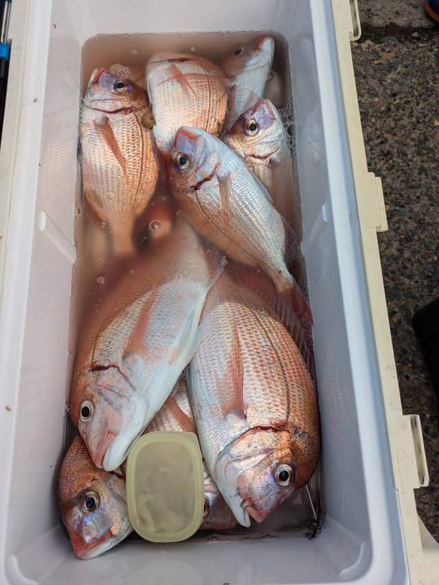 ハナダイ(チダイ)