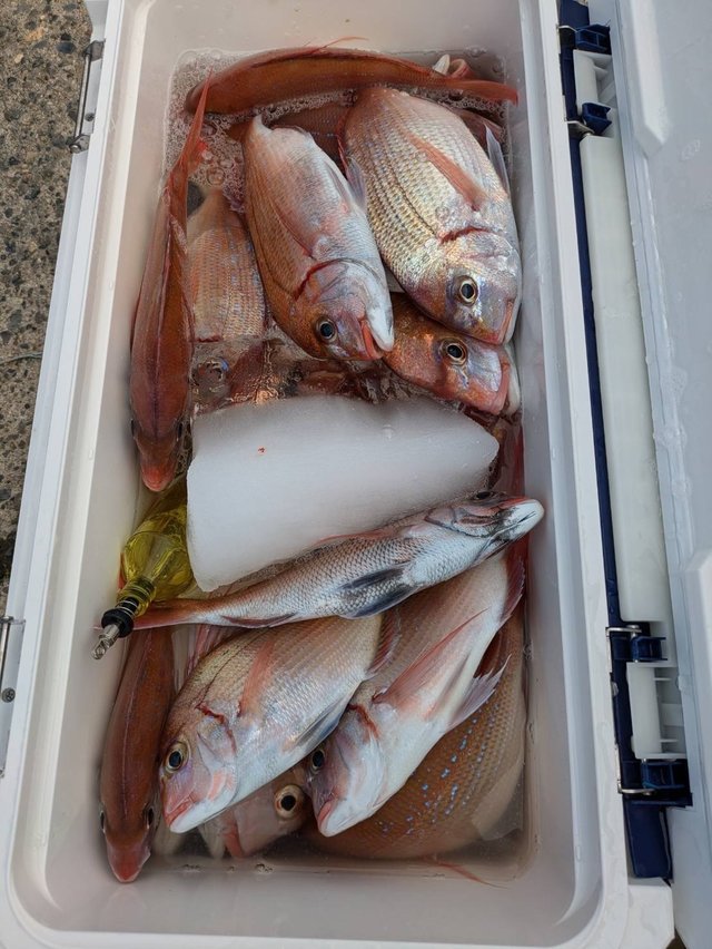 ハナダイ(チダイ)