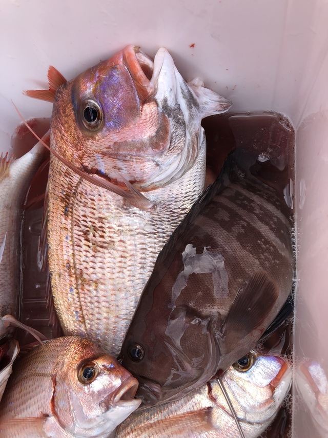 ハナダイ(チダイ)