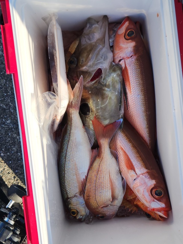 マトウダイ・ハチビキ