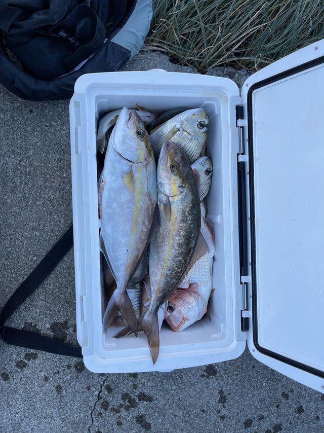 ヘダイ・カンパチ