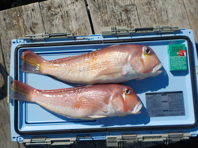 アマダイ(アカアマダイ)