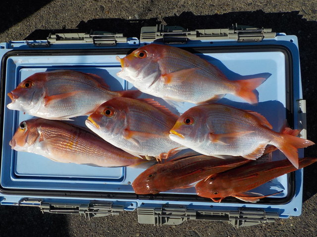 アマダイ(アカアマダイ)