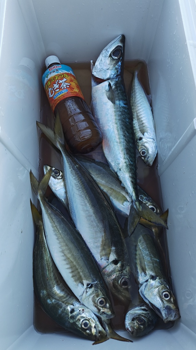 アジ(マアジ)・サバ(ゴマサバ)