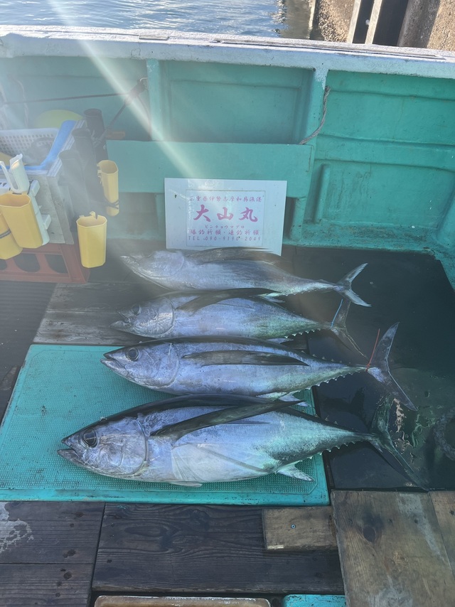 ビンチョウマグロ(ビンナガ)