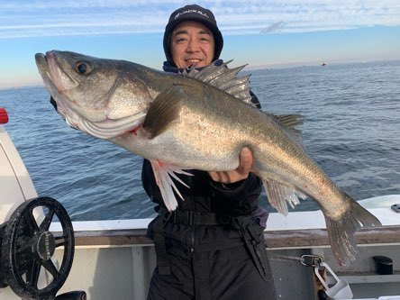 シーバス(スズキ)