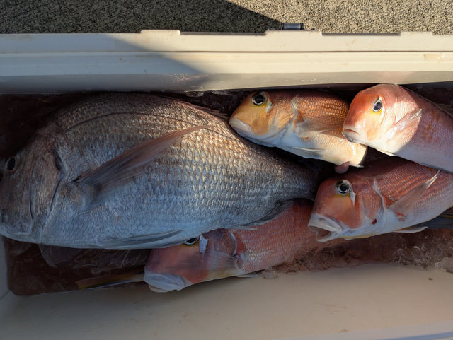 マダイ・アマダイ(アカアマダイ)