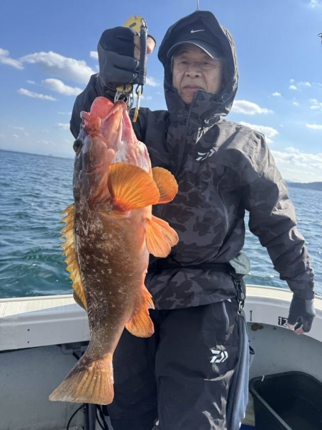 アコウ(キジハタ)