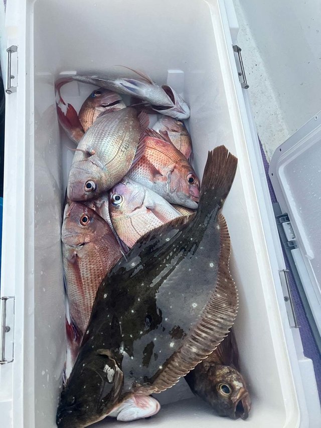 マダイ・ヒラメ