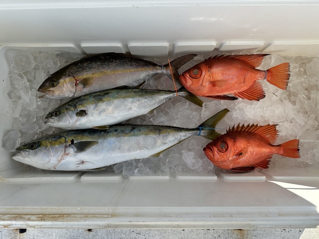 イナダ(ブリ)・ショゴ(カンパチ)・チカメキントキ